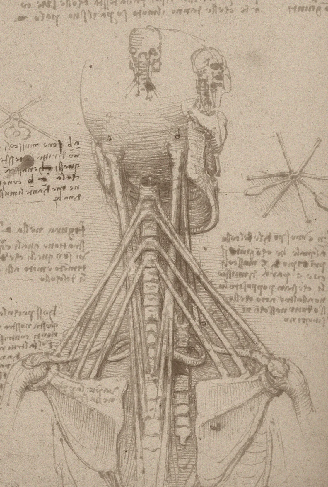 Leonardo da Vinci, anatomical study of the neck, about 1515
